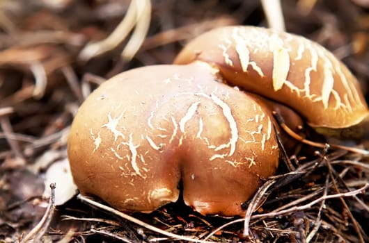 Armillaria brown mushroom in forest