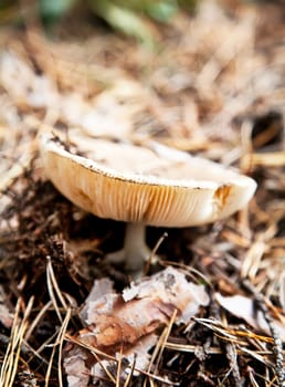 Beige toadstool mushroom in autumn forest