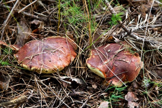 Pair of brown cap boletus mushroom in autumn forest