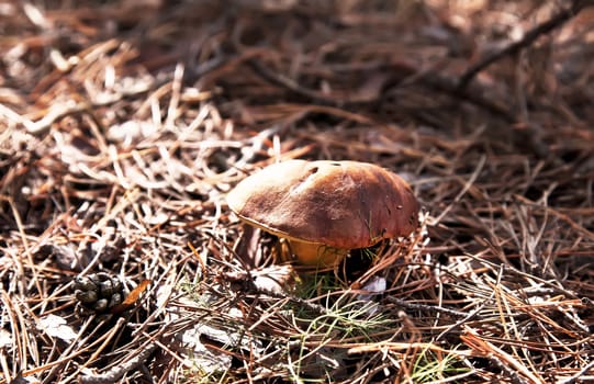 Little xerocomus mushroom in autumn forest