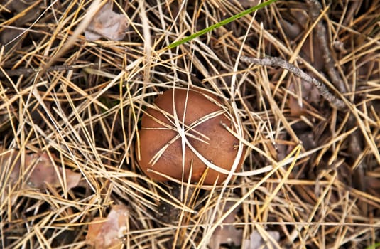 Boletus luteus mushroom in dry grass