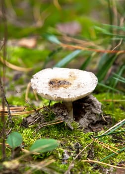 Russule mushroom in autumn forest