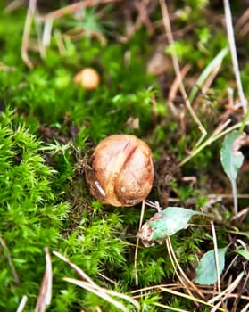 Small cep mushroom in moss