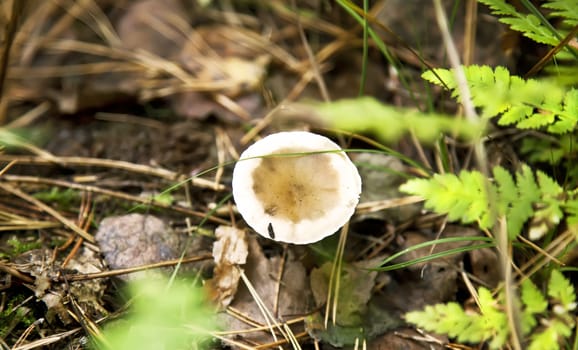 White russule in autumn forest