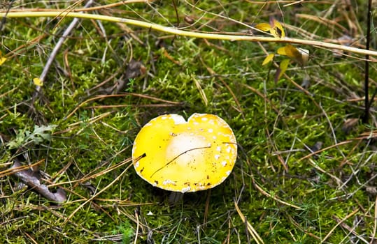 Yellow spotted amantia mushroom in autumn forest