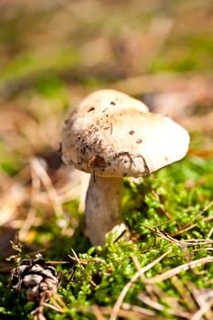 Autumn edible mushroom on green moss in forest