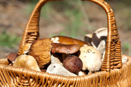 Basket with different autumn mushrooms