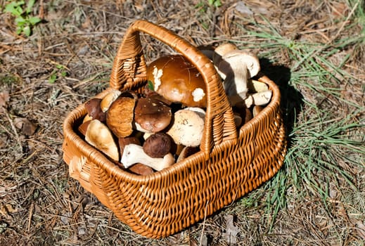 Basket with different autumn mushrooms in forest