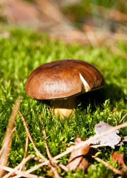 Brown cep mushroom in green moss in forest