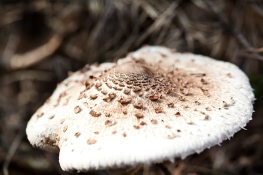 Brown spotted poison toadstool in autumn forest