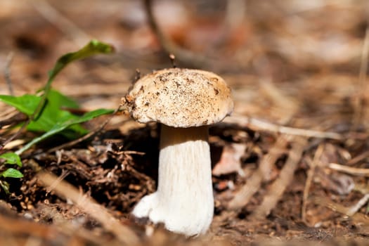 Cep mushroom in forest close view