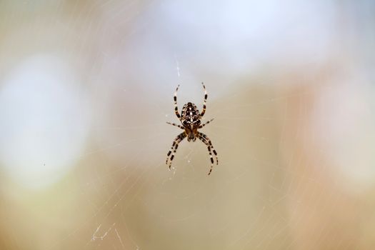 Little cross spider on web in forest