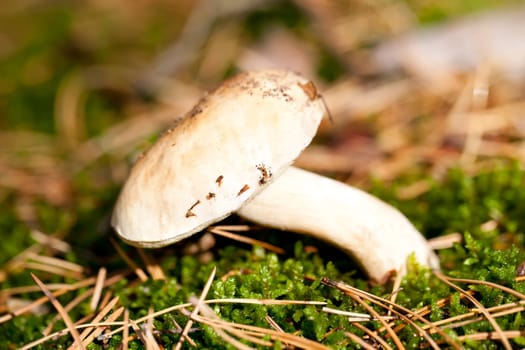 Edible mushroom in green moss