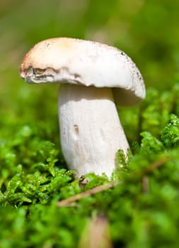 Edible mushroom in green moss in forest