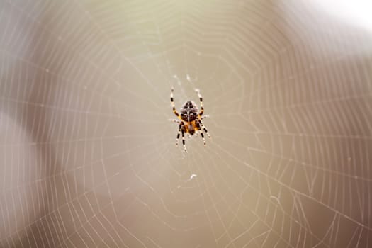 Little cross spider on web in forest