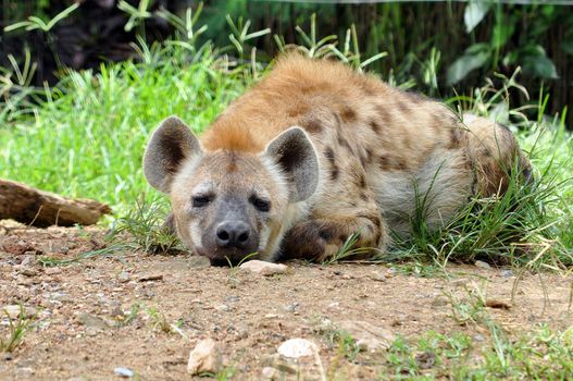 The spotted hyena also known as laughing hyena, is a carnivorous mammal.