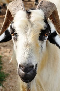 Goats are one of the oldest domesticated species. Goats have been used for their milk, meat, hair, and skins over much of the world.