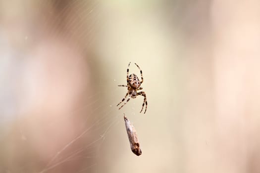 Spider with catch on web in autumn