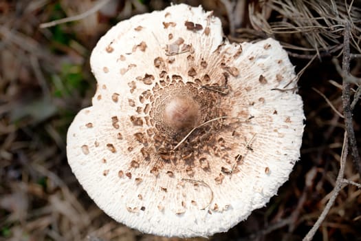 Spotted poison toadstool in autumn forest close view