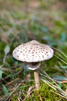 Brown spotted toxic toadstool in green moss