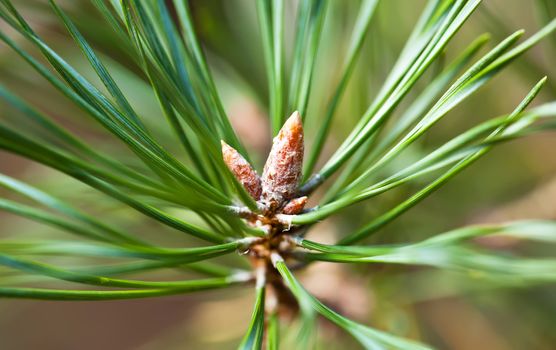 Young pine tree branch close view