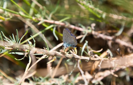 Summer butterfly in Crimea