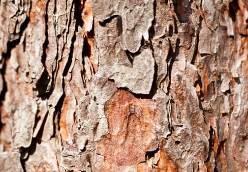 Brown tree bark close view