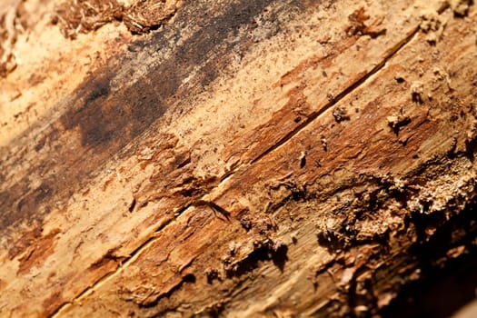Brown pine wood texture