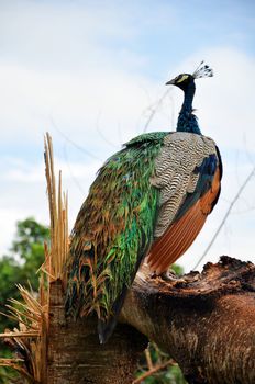 The peafowl are forest birds that nest on the ground but roost in trees. They are terrestrial feeders.