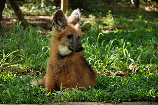 The maned wolf has often been described as "a red fox on stilts" owing to its similar coloration and overall appearance, though it is much larger than a red fox and belongs to a different genus.