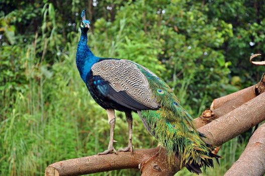 The peafowl are forest birds that nest on the ground but roost in trees. They are terrestrial feeders.