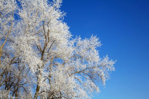 Beautiful winter trees background