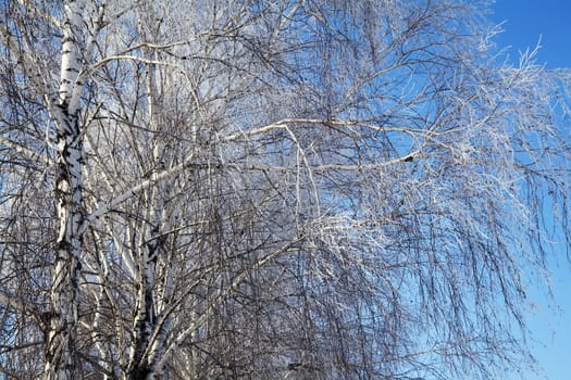 Beautiful winter birches with frost
