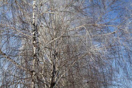 Birch tree on the blue sky