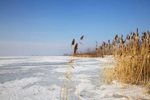 Frozen cane in winter on river
