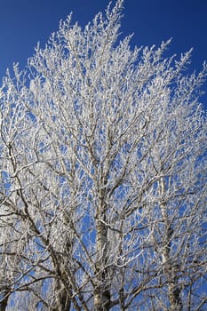 Frozen tree branches in december