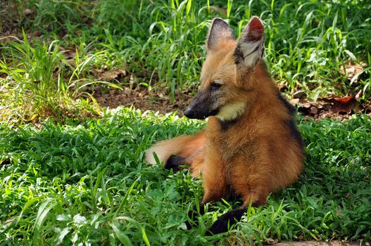 The maned wolf has often been described as "a red fox on stilts" owing to its similar coloration and overall appearance, though it is much larger than a red fox and belongs to a different genus.