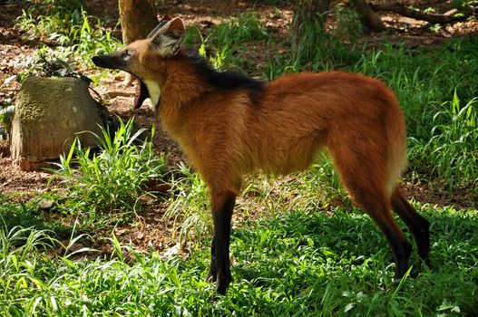 The maned wolf has often been described as "a red fox on stilts" owing to its similar coloration and overall appearance, though it is much larger than a red fox and belongs to a different genus.