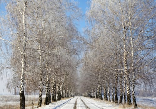 Russian winter landscape with road and birches