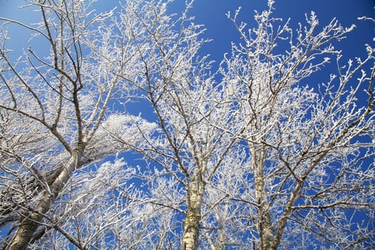 Winter frozen trees in December