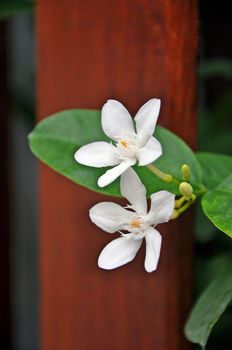 Wrightia antidysenterica, the coral swirl, is a flowering plant in the genus Wrightia.