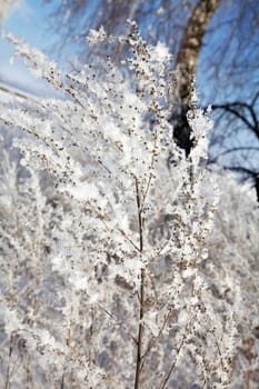 Plant in frost in winter