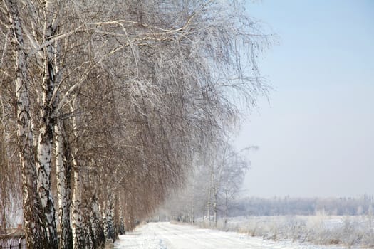 Winter road and birch tree