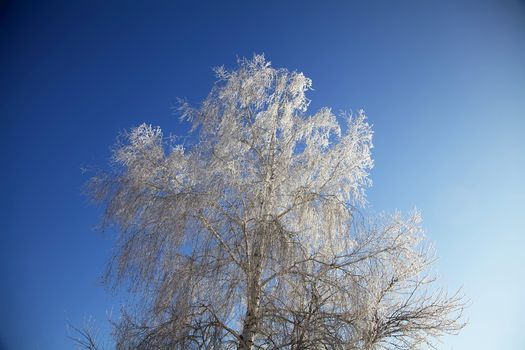 Winter tree in frost on the blue sky