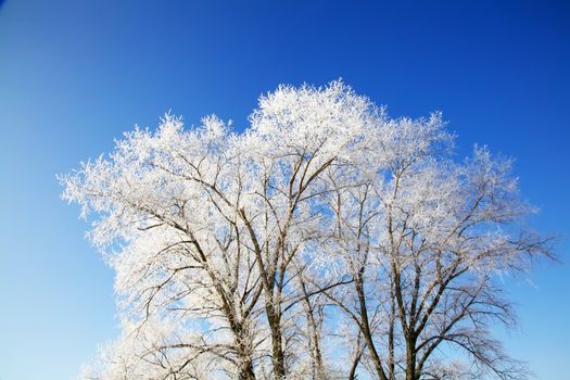 Winter frozen trees full of snow