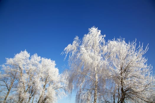 Winter trees decorated in frost