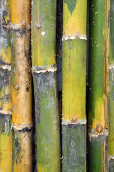 Bamboos are some of the fastest growing plants in the world.