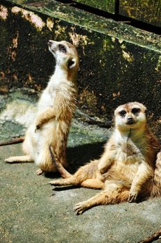 Meerkats are small burrowing animals, living in large underground networks with multiple entrances which they leave only during the day.