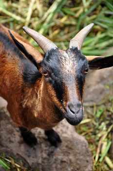 Goats are among the earliest animals domesticated by humans.