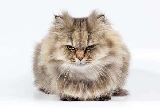 Angry persian cat golden chinchilla on white background